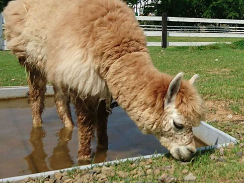 牧歌の里のアルパカ・バンビ
