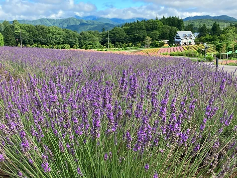 初夏から秋にかけてのラベンダー畑
